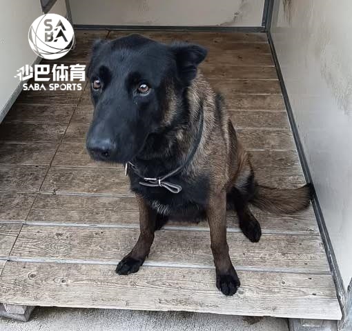 一条警犬在干预球迷斗殴过程中丧生